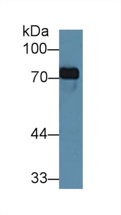 TF / Transferrin Antibody (aa318-453)