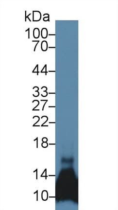 Ccl6 Antibody (aa22-116)