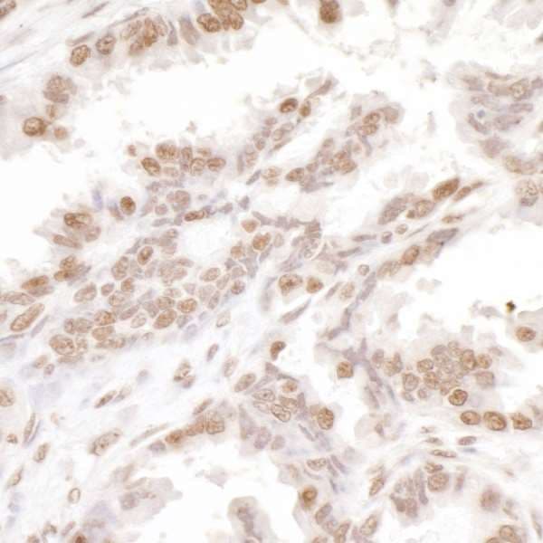 H2AFX / H2AX Antibody (C-Terminus)