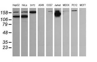 PIK3CG / PI3K Gamma Antibody (clone OTI4D3)