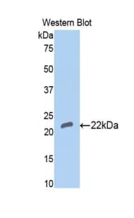 BMP4 Antibody (aa23-204)