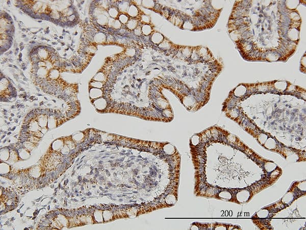 Monoclonal Mouse anti-Human LETM1 Antibody (clone 6F7, IHC, IF, WB)
