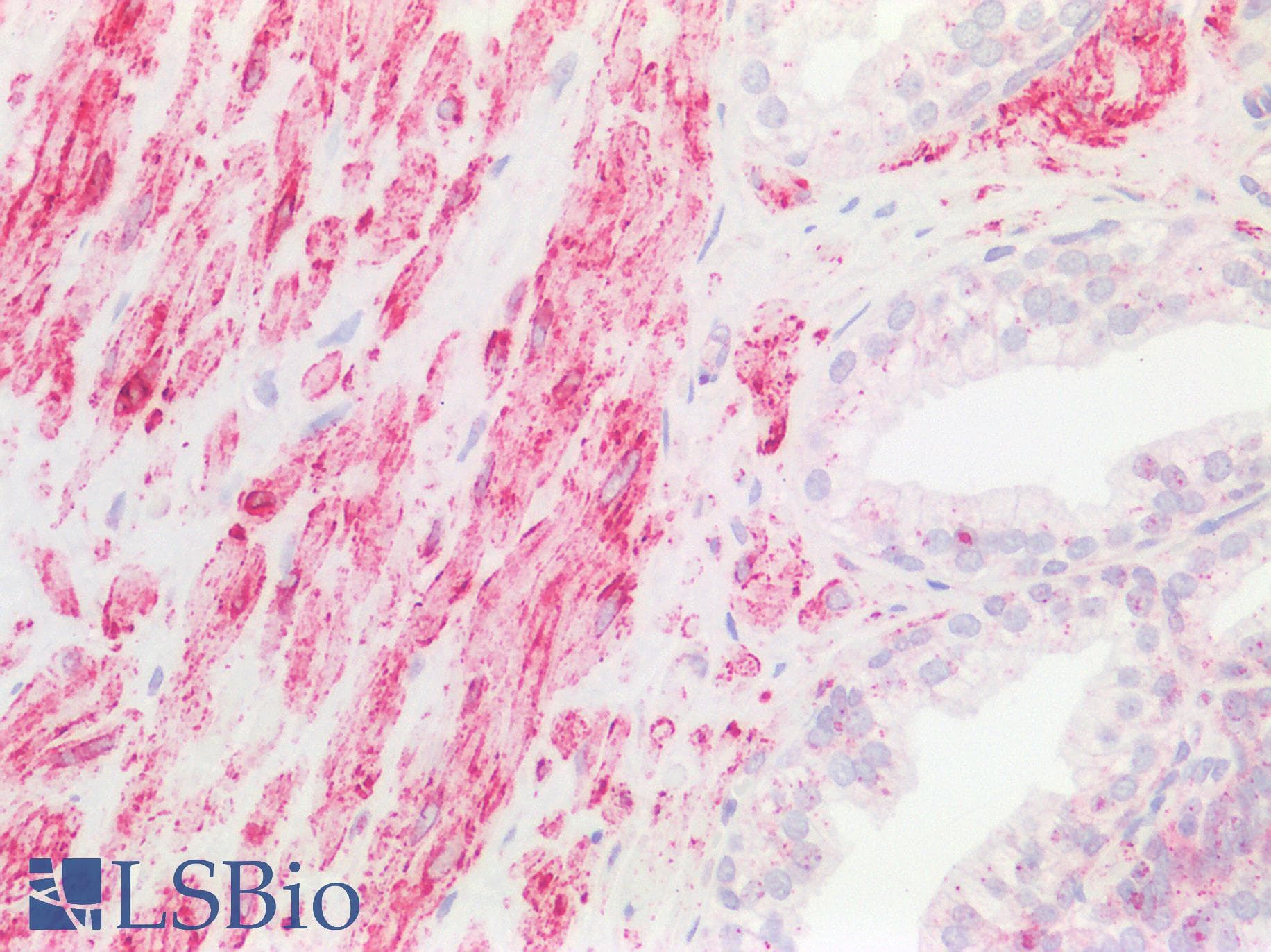 RALA / RAL Antibody (aa71-120)