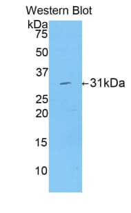 LRPAP1 Antibody (aa90-342)