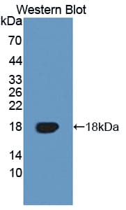 TNFRSF19 / TROY Antibody (aa35-160)