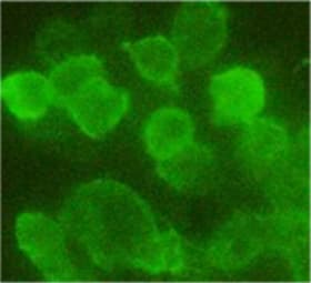 Monoclonal Mouse Hemagglutinin / HA Tag Antibody (clone 5E11D8, IF, WB)
