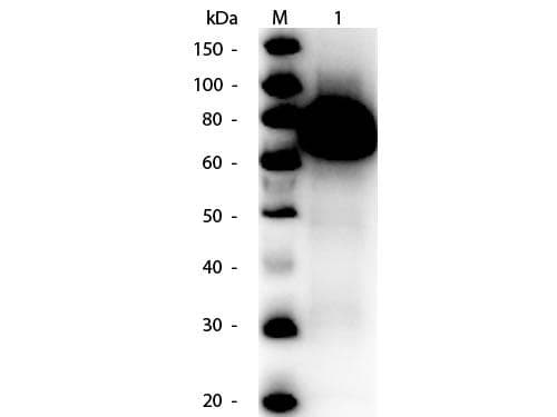 gox / Glucose Oxidase Antibody (Lyophilized, HRP)