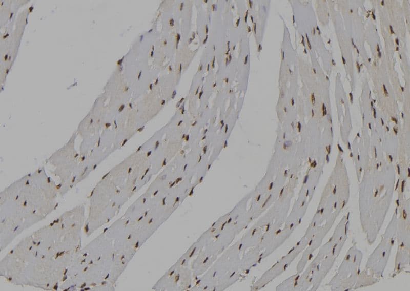 IMPDH2 Antibody
