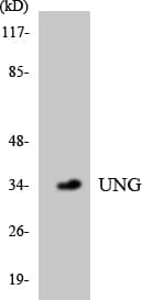 UNG / Uracil DNA Glycosylase Antibody (aa172-221)