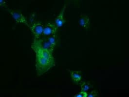 CBWD1 Antibody (clone OTI3F9)
