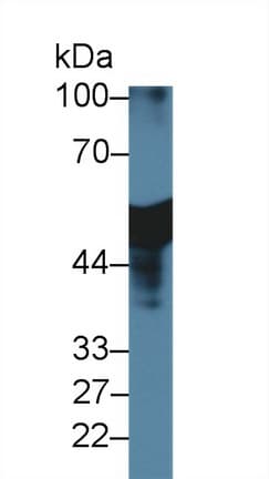 Antithrombin Antibody (aa33-465, APC)
