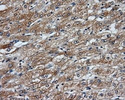 NME4 Antibody (clone OTI5E4)