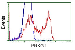 PKG / PRKG1 Antibody (clone OTI9A4)