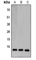 COX5B Antibody (N-Terminus)