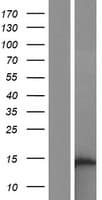 OCC1 Protein (Over-Expression Lysate Myc-DDK (Flag))