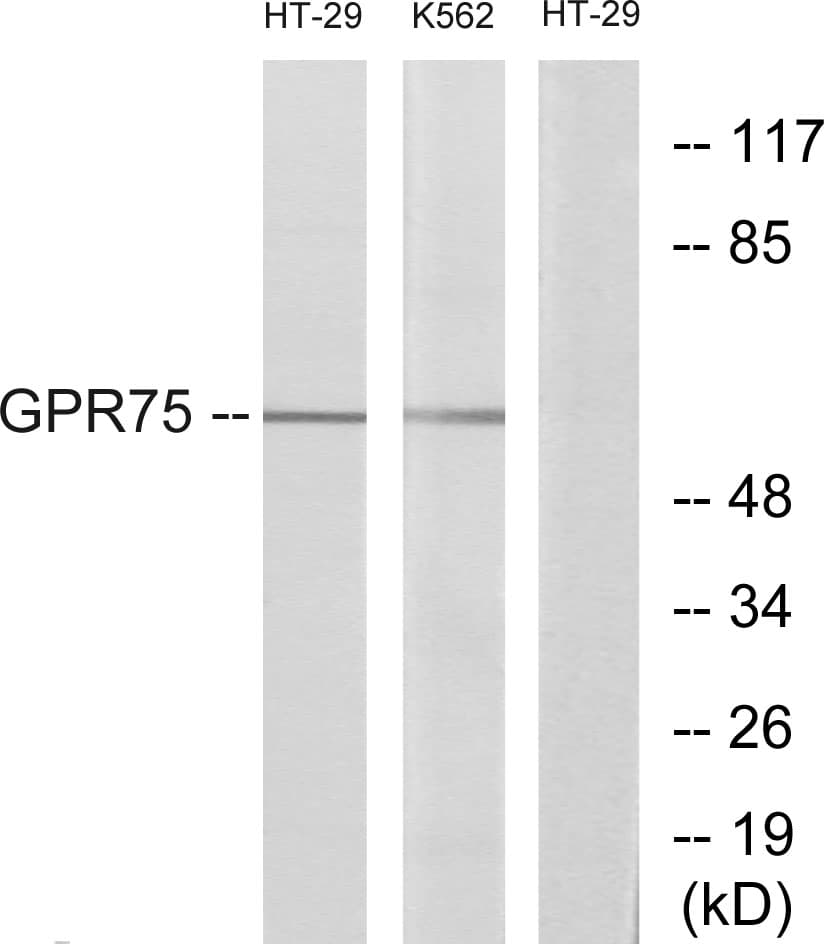 GPR75 Antibody (aa381-430)