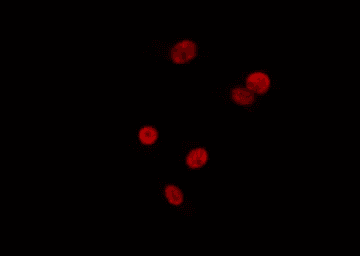 SF3B130 / SF3B3 Antibody