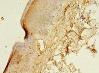 CENPB Antibody (aa1-165)