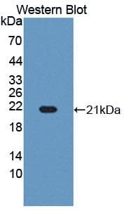 RBM3 Antibody (aa1-157)