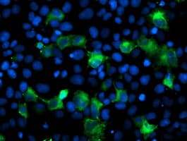 ANAPC2 / APC2 Antibody (clone OTI3E1)