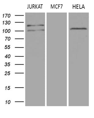 DGKZ Antibody (aa734-808, clone OTI1A6)