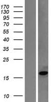 MB / Myoglobin Protein (Over-Expression Lysate Myc-DDK (Flag))