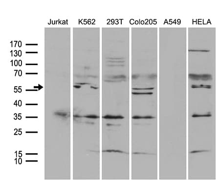 TRAF5 Antibody (aa334-557, clone OTI7A3, Carrier-free)