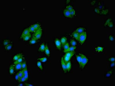 GRB4 / NCK2 Antibody (aa1-380)