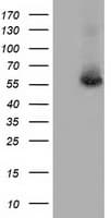 TS / Thromboxane Synthase Antibody (clone OTI1H9, Carrier-free)