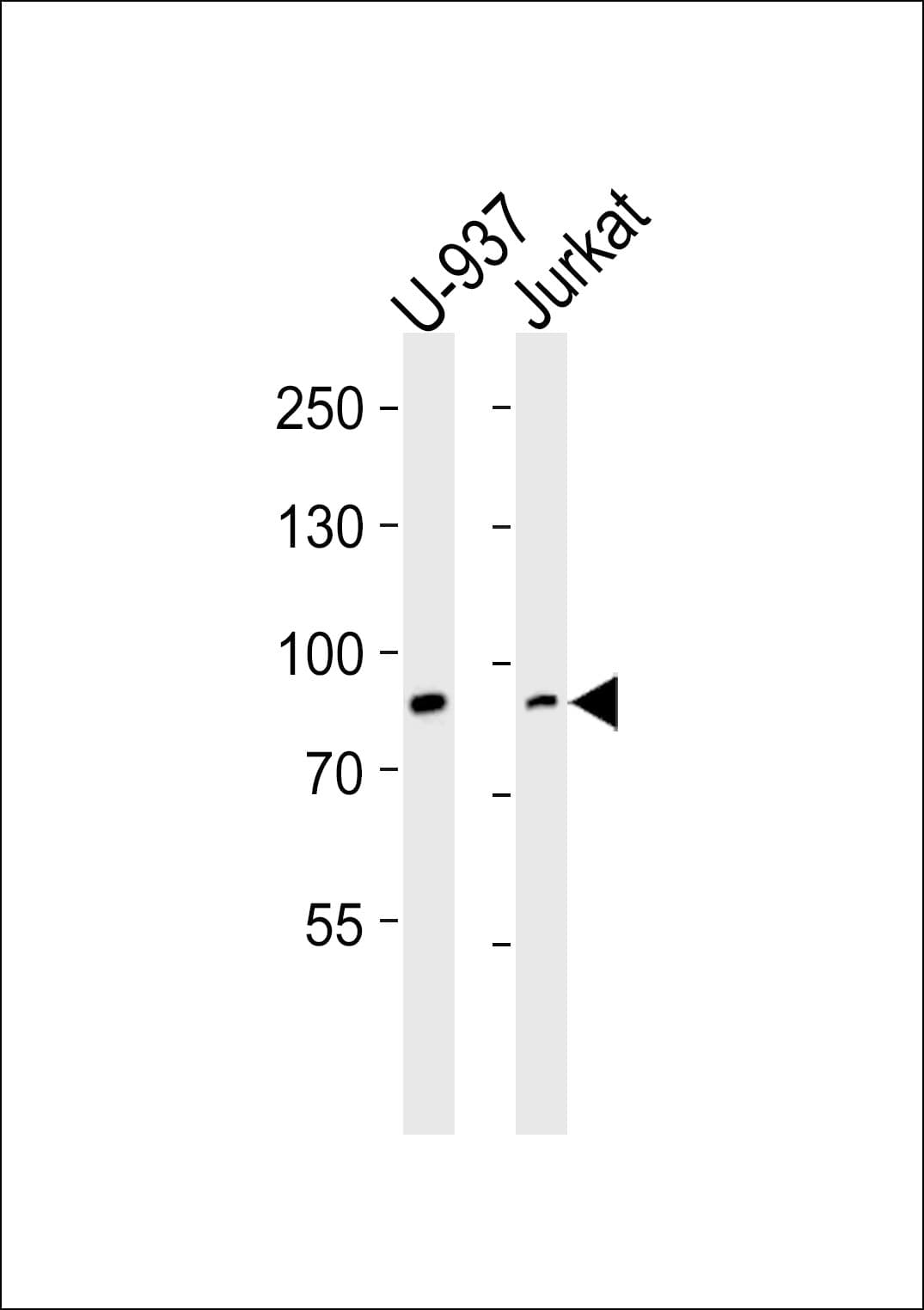 PIK3R1 / p85 Alpha Antibody (aa337-370)