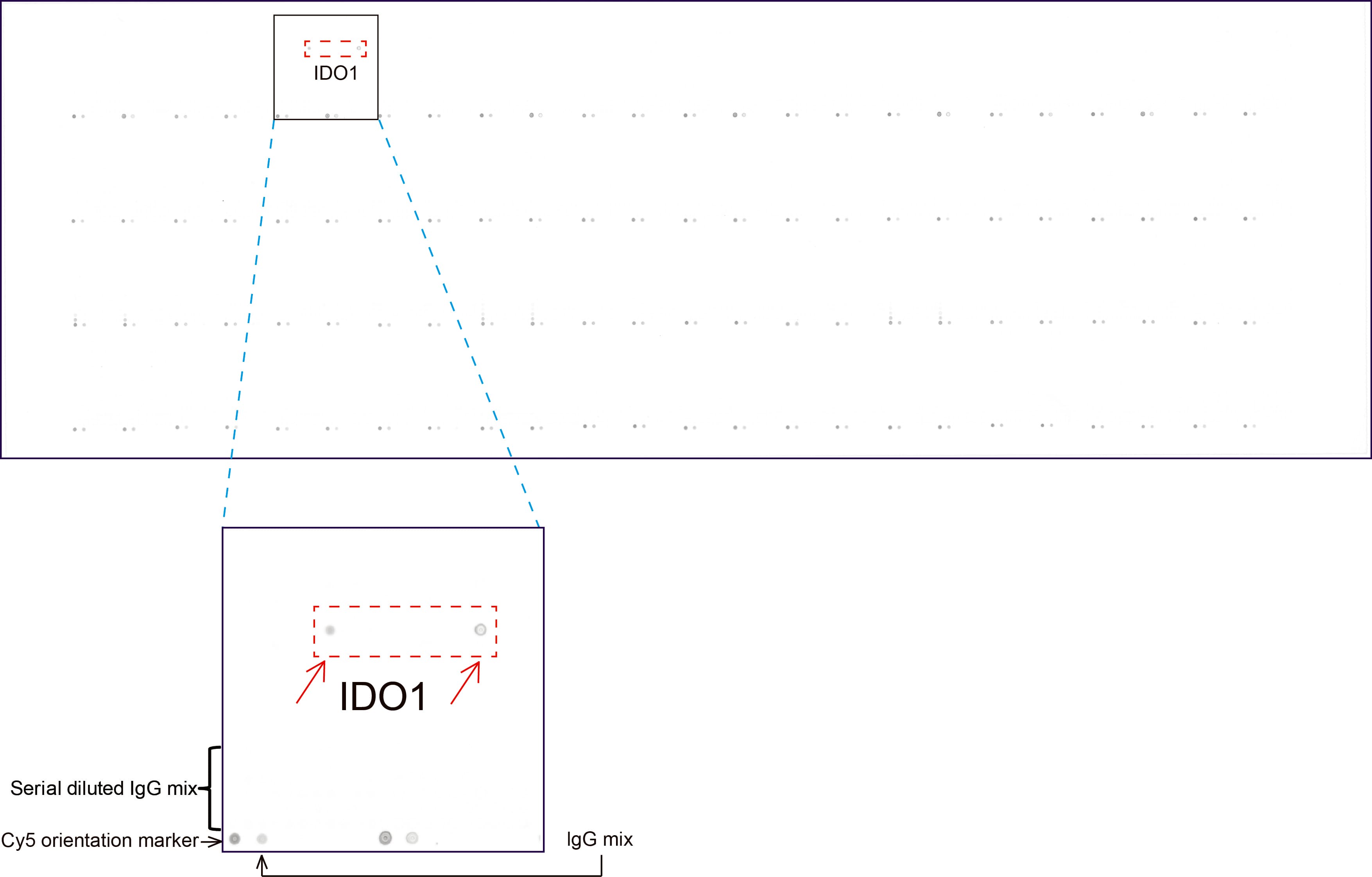 IDO1 / IDO Antibody (clone UMAB251)