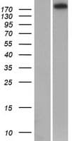 RIMS1 / RIM Protein (Over-Expression Lysate Myc-DDK (Flag))