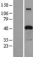 PACSIN3 Protein (Over-Expression Lysate Myc-DDK (Flag))