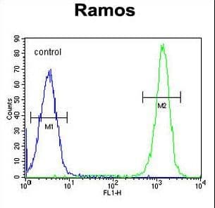 PathPlus™ Polyclonal Rabbit anti-Human ETFA Antibody (aa276-304, IHC, WB)