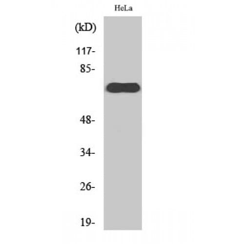 NXF1 / TAP Antibody (1-80 aa, N-terminal)