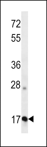 APOO / Apolipoprotein O Antibody (aa9-38)