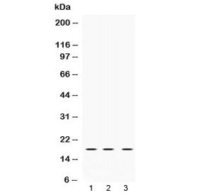 LMO1 Antibody