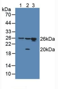 HMG1 / HMGB1 Antibody (aa9-163)