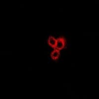 Neurokinin B Antibody
