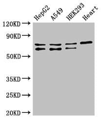 HIF3A / HIF3-Alpha Antibody