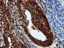 PSMA6 Antibody (clone OTI5H3)