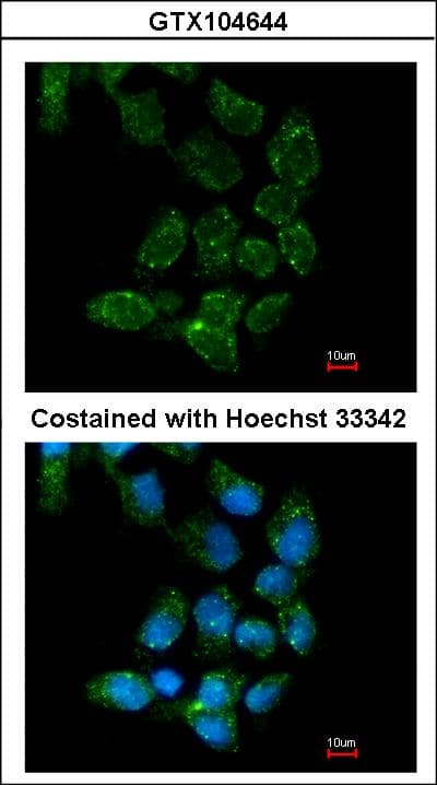 USP15 Antibody (aa920-981)