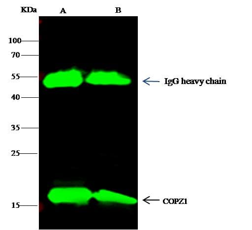 COPZ1 Antibody (Preservative Free)