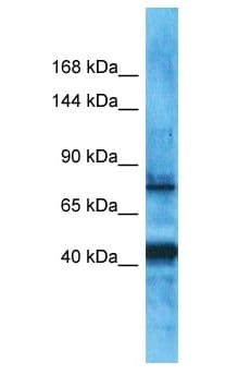 Polyclonal Rabbit anti-Human PDZRN3 Antibody (aa382-431, WB)