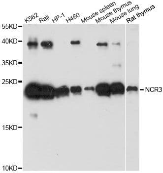 Polyclonal Rabbit anti-Human NKP30 Antibody (WB)