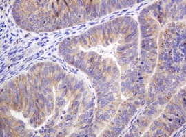 FAM234A Antibody (clone OTI3B3)