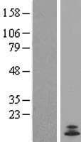 Human CST11 Protein (Over-Expression Lysate Myc-DDK (Flag))