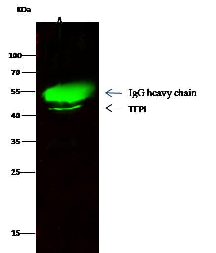 TFPI / LACI Antibody (clone 6, Preservative Free)