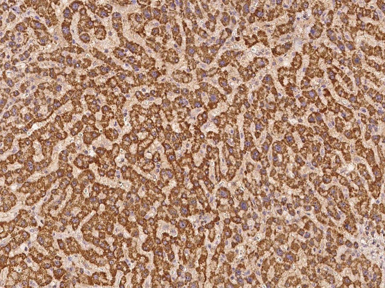 STAC Antibody