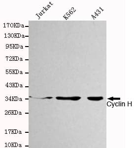 CCNH / Cyclin H Antibody